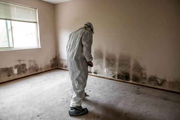 Best Mold Remediation for Healthcare Facilities  in Forest City, PA